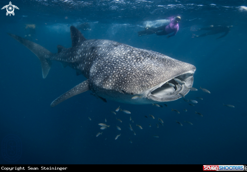A Whale Shark