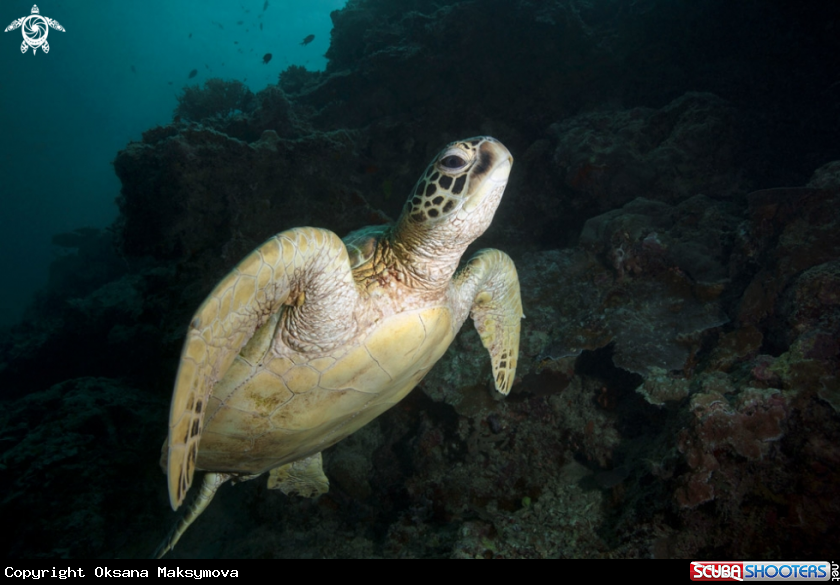 A Green sea turtle (Chelonia mydas)