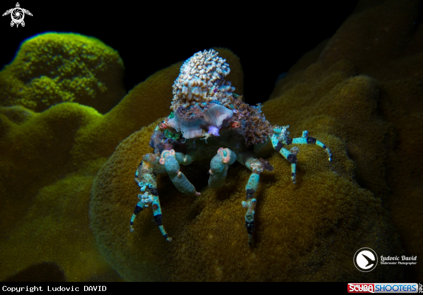 A Corallimorph Decorator Crab