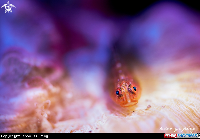 A Goby