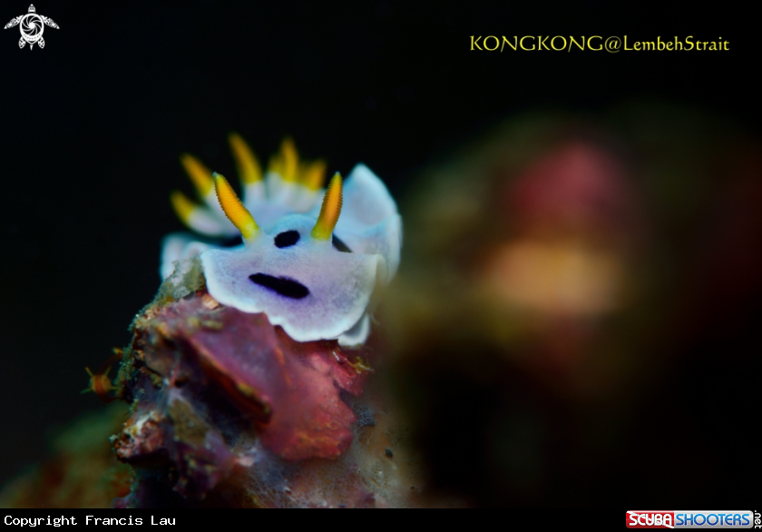 A Nudibranch