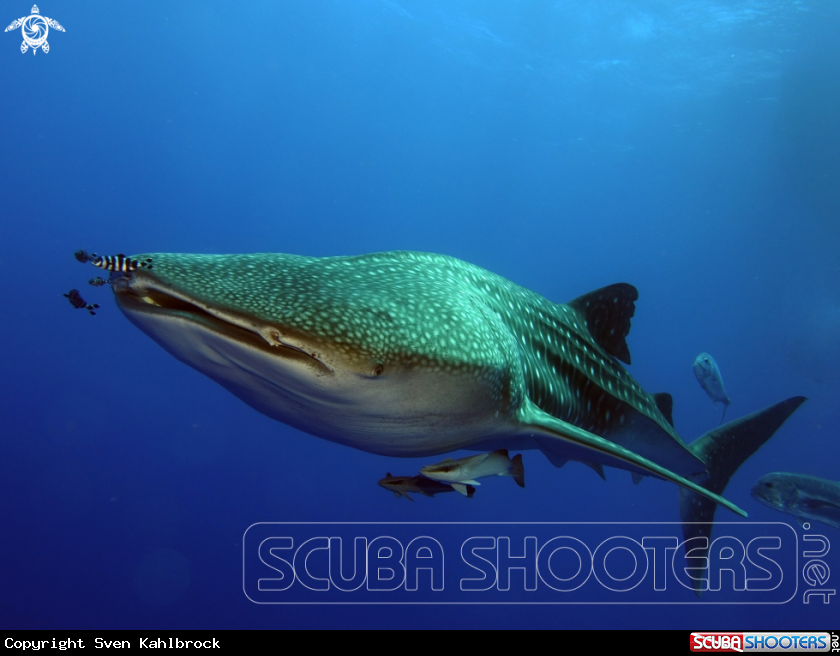 A Waleshark