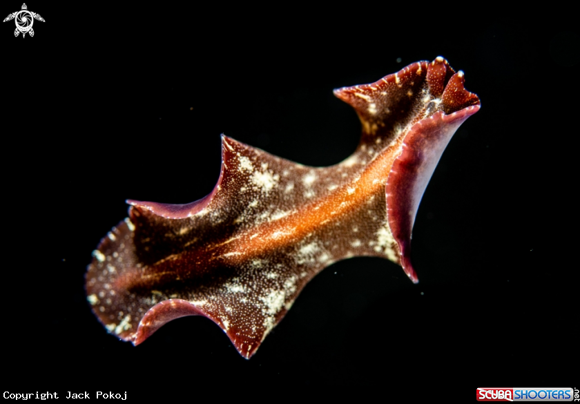 A Marine flatworm