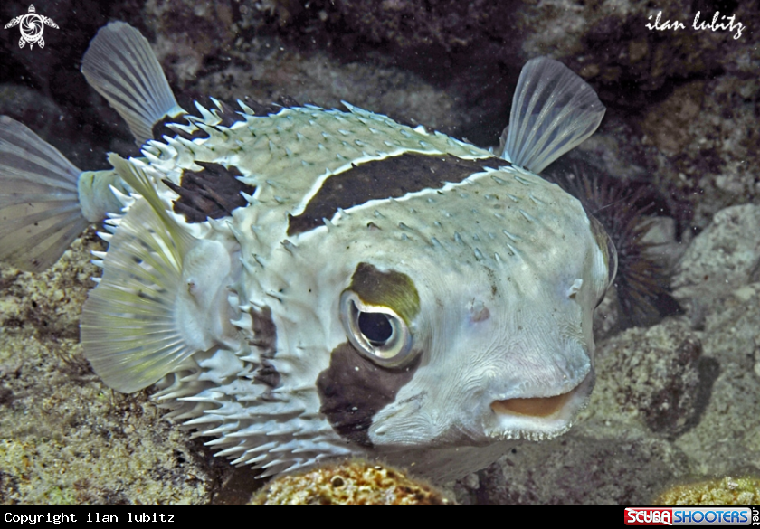 A puffer fish