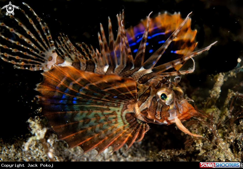 A Lionfish
