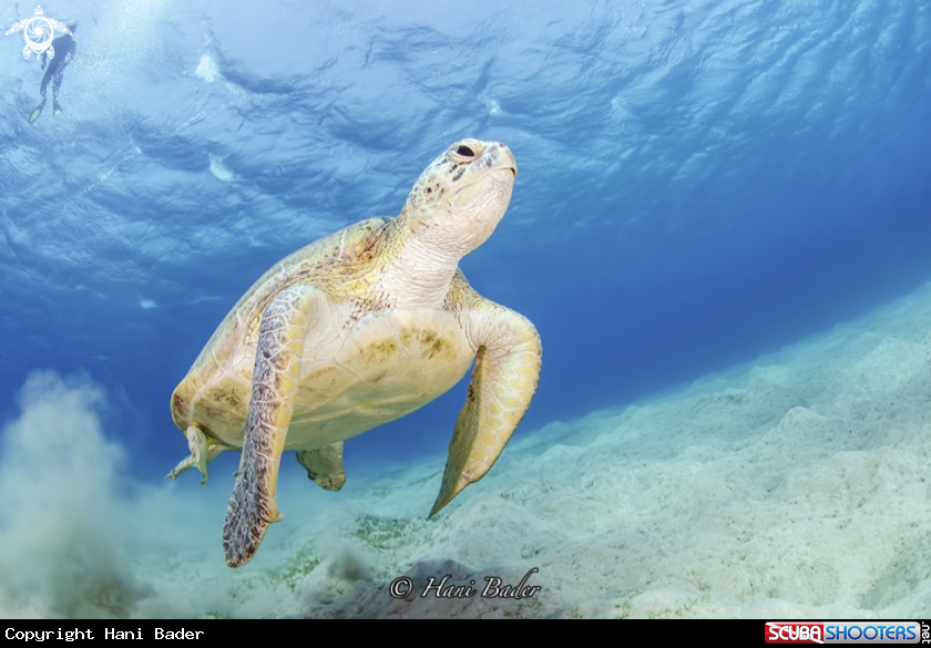 A Green turtle