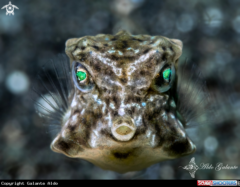 A Boxfish