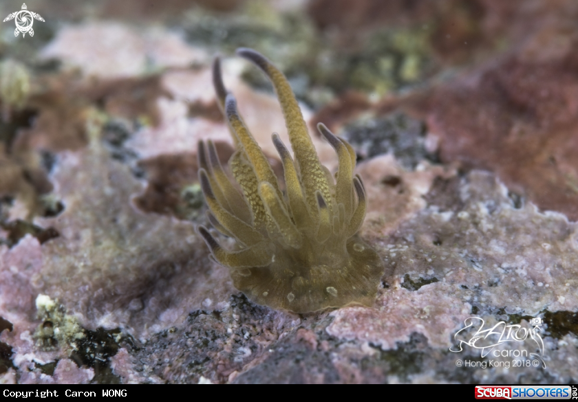 A anemone