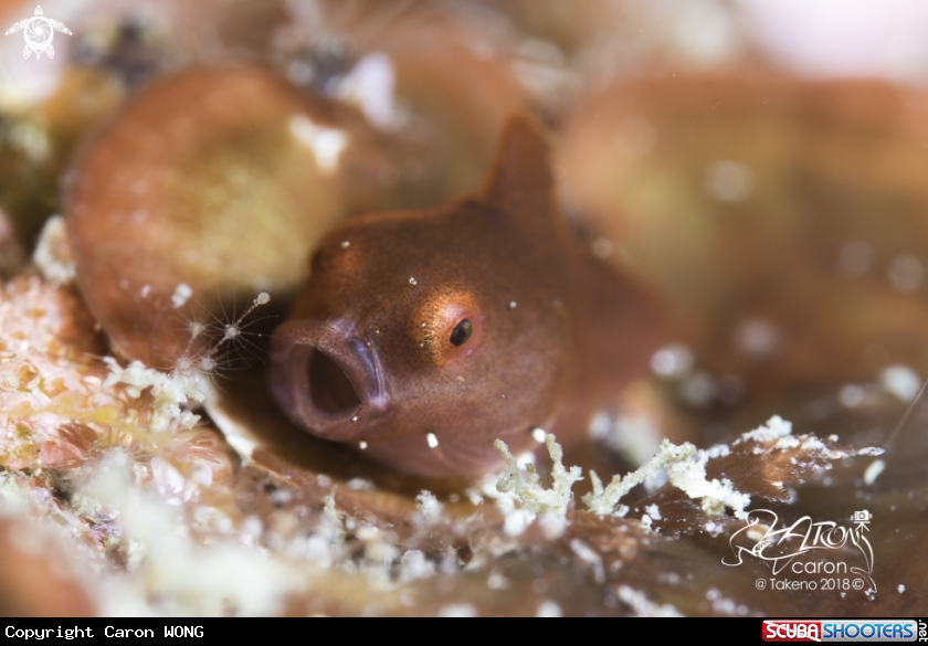 A Japanese Lumpfish
