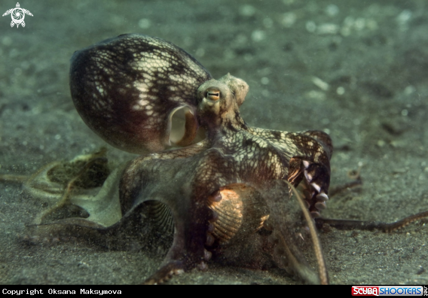 A Coconut octopus