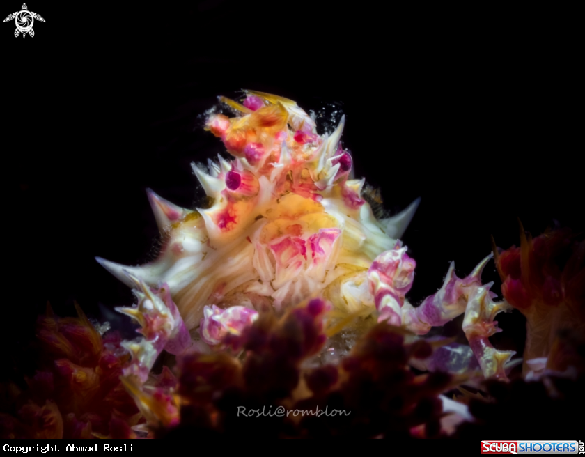 A Candy Crab