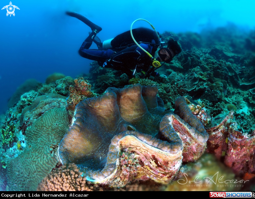 A giant clam