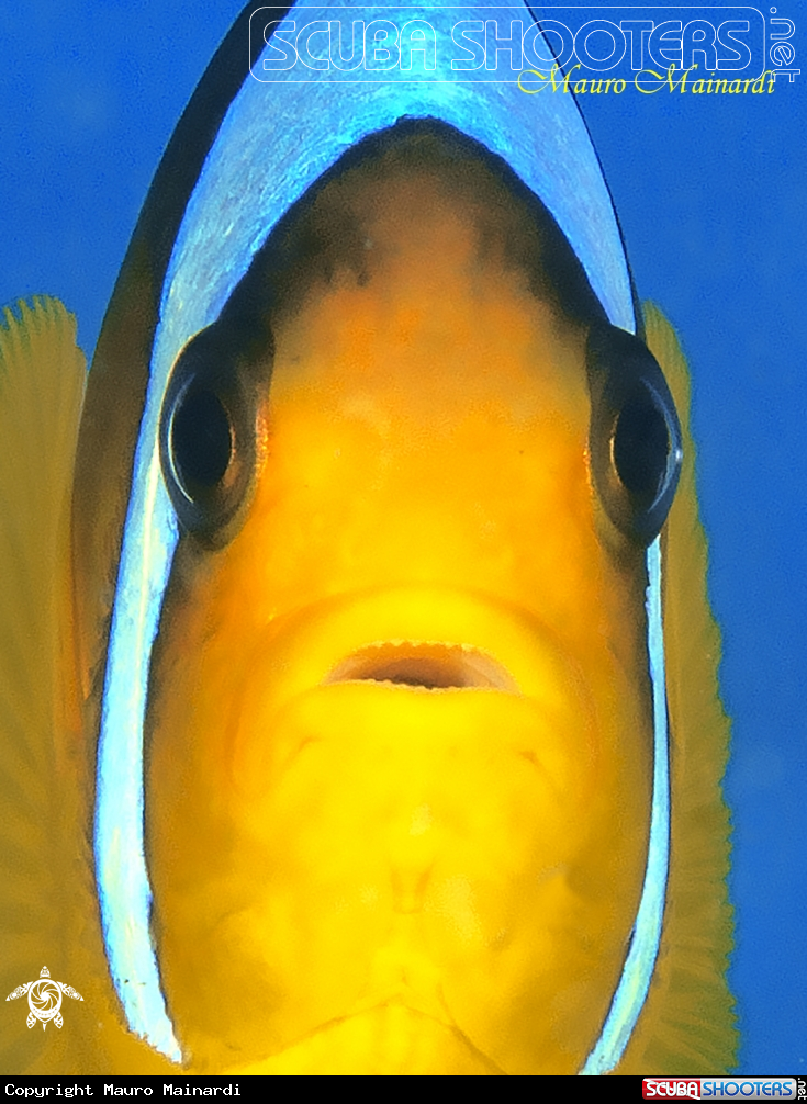 A Clownfish
