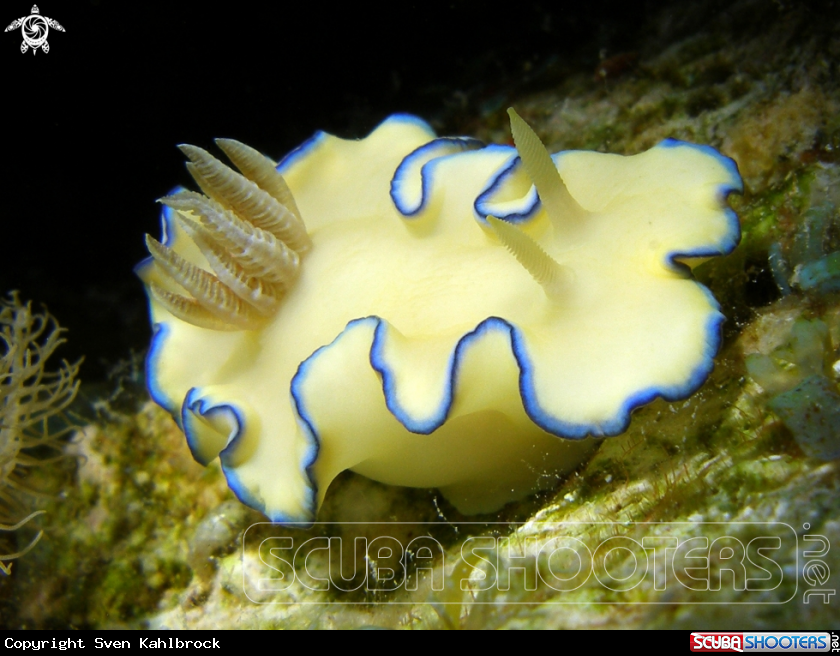 A Nudibranch