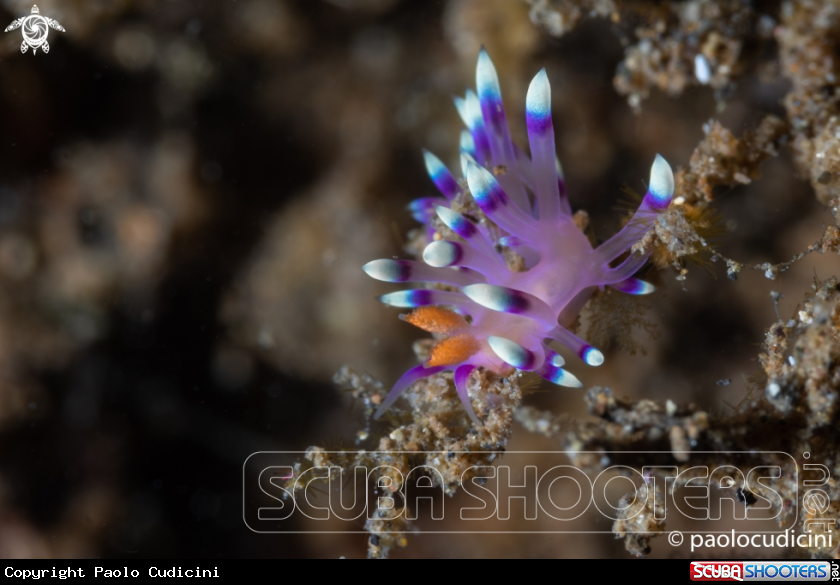 A Desirable Flabllina