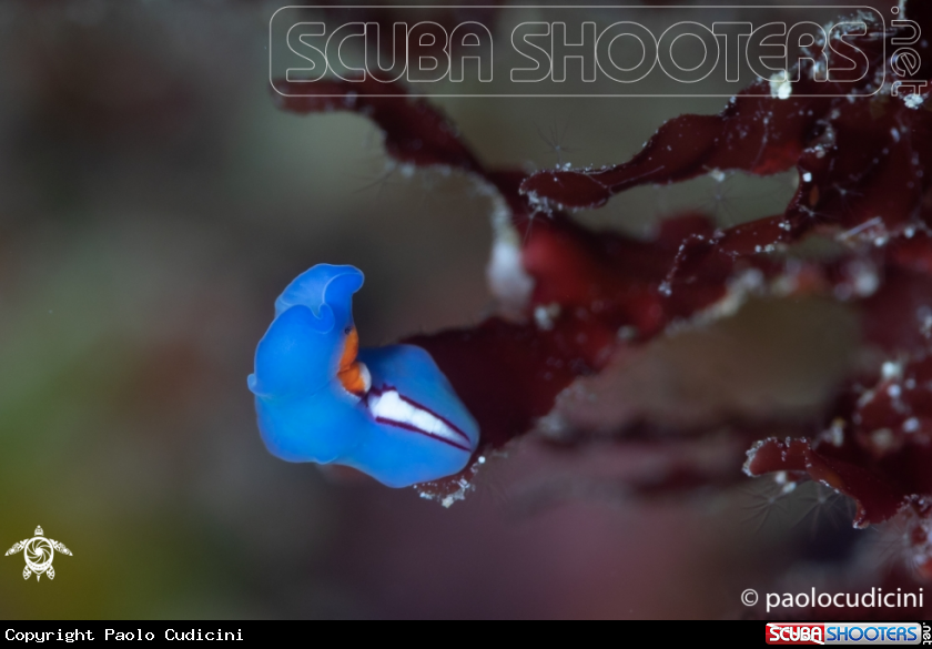 A Racing Stripe Flatworm