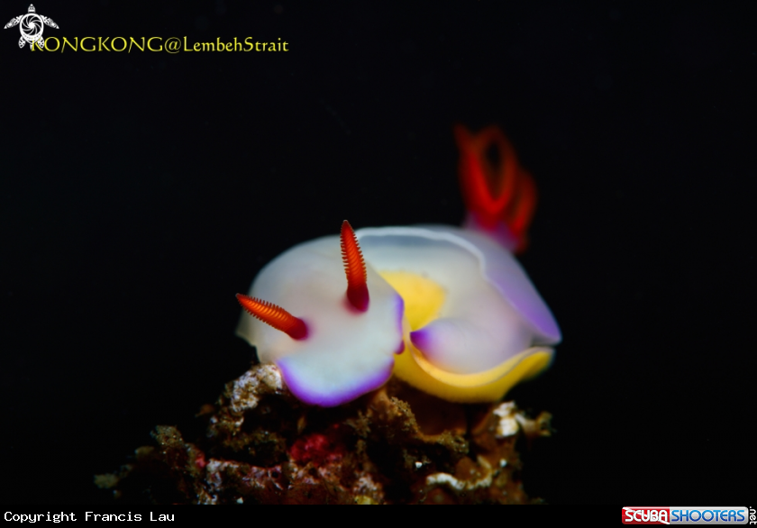 A Nudibranch