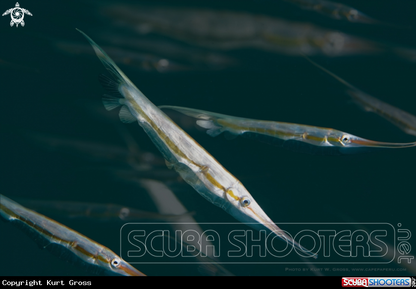 A Ridid Shrimpfish, Schweremesser Schnepfenfisch