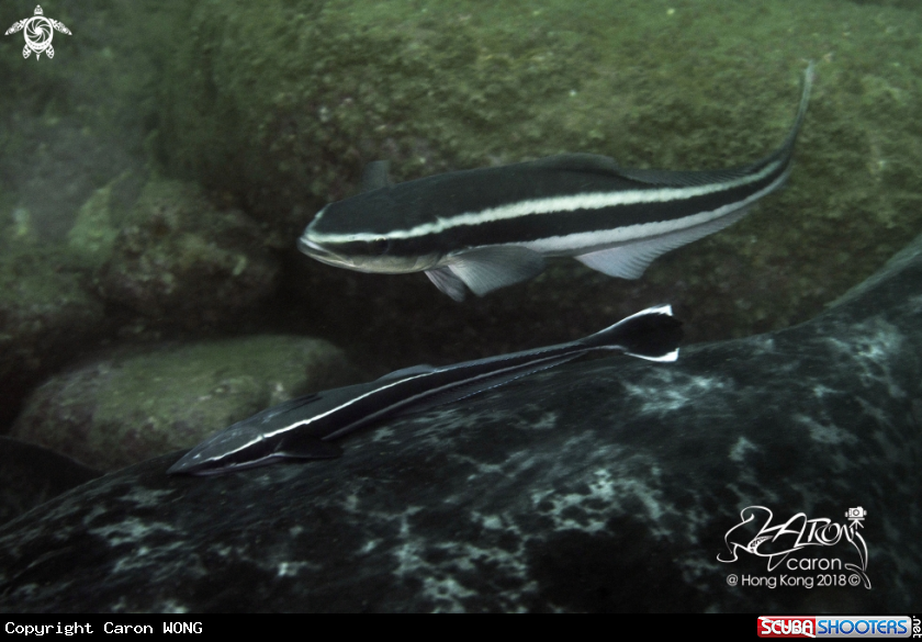 A Remora and Cobia 