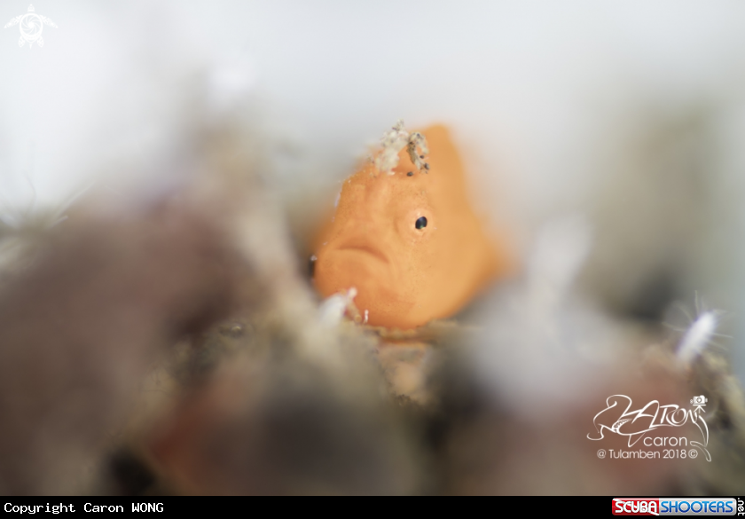 A Frogfish