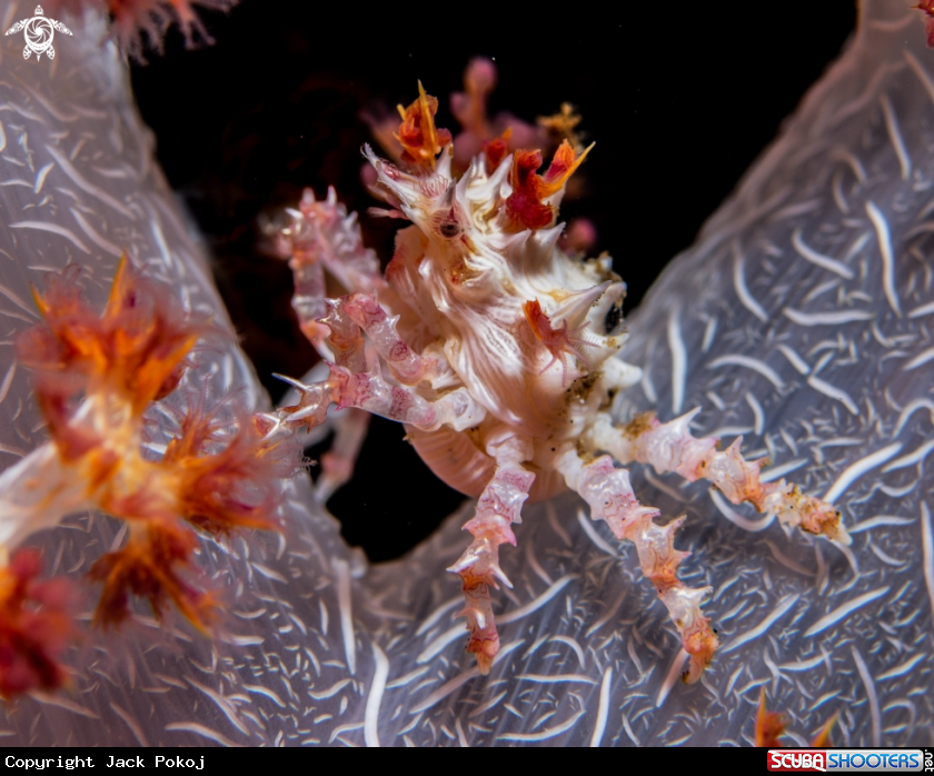 A Candy crab