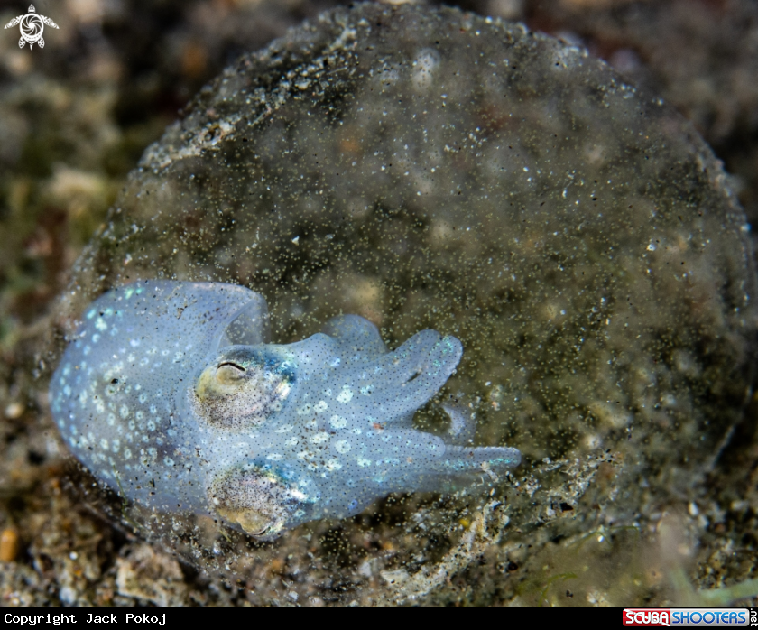 A Squid