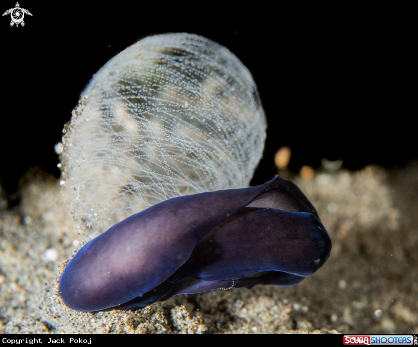 A Tubulophilinopsis sp.