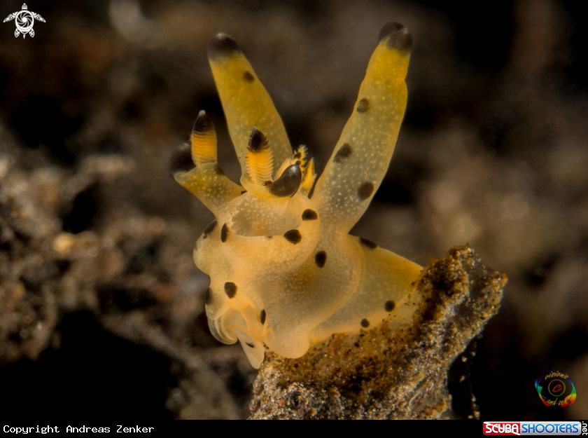 A Thecacera sp.