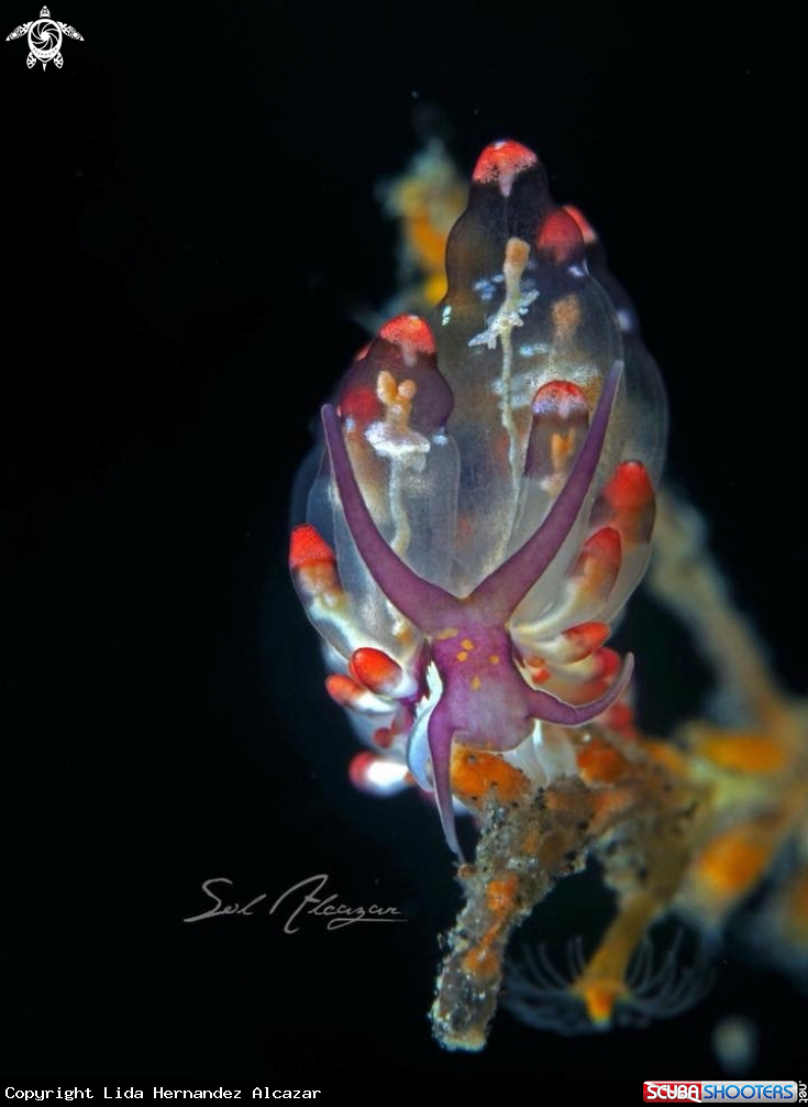 A Nudibranch
