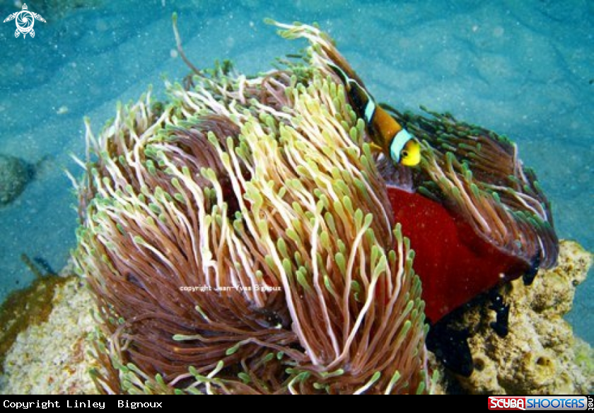 A Clownish and its Sea Anemone 