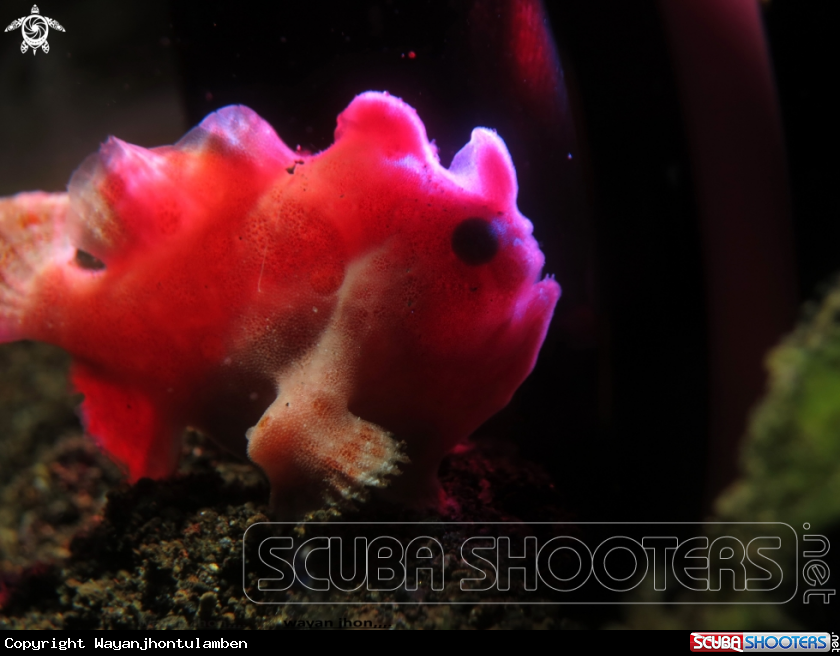 A Frogfish