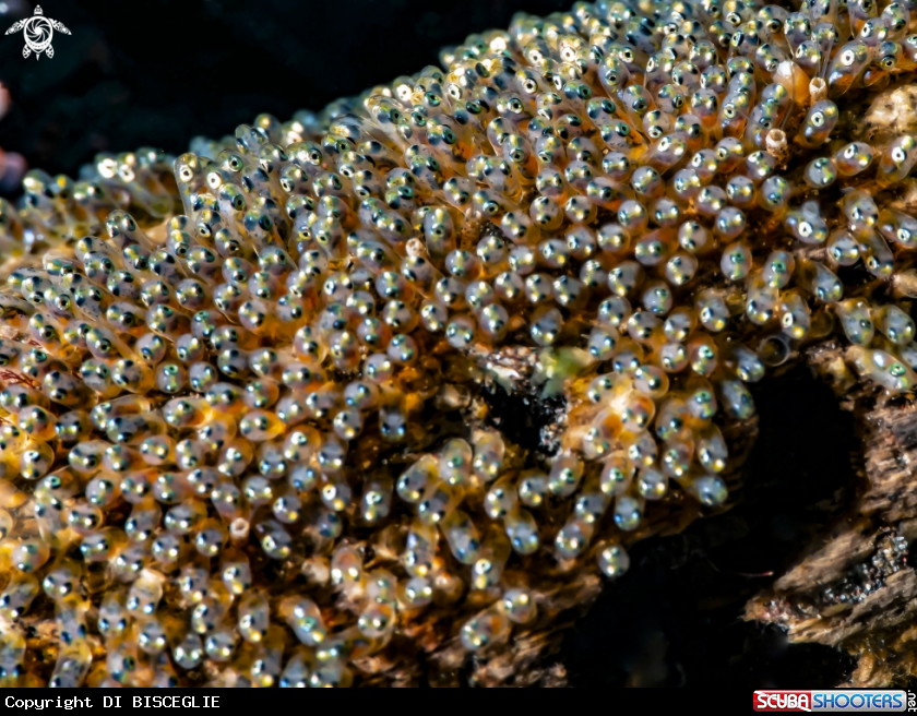 A clownfish eggs