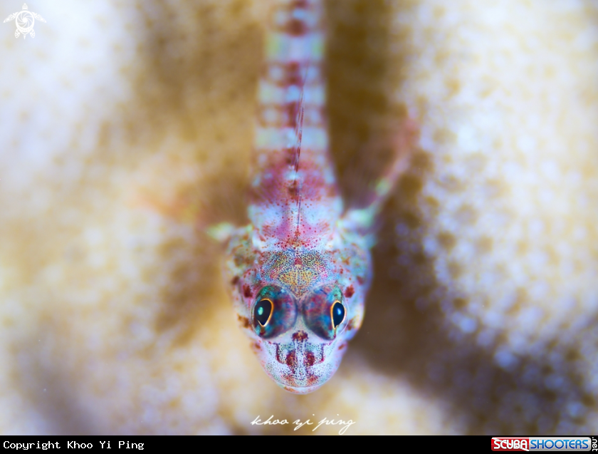 A Goby