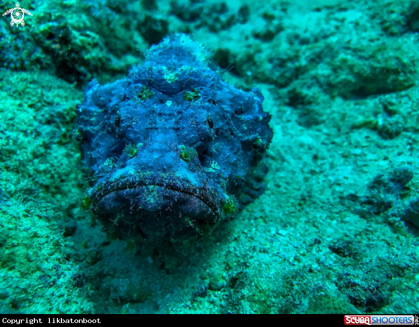 A stonefish