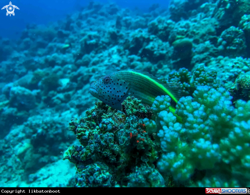 A freckled hawkfish