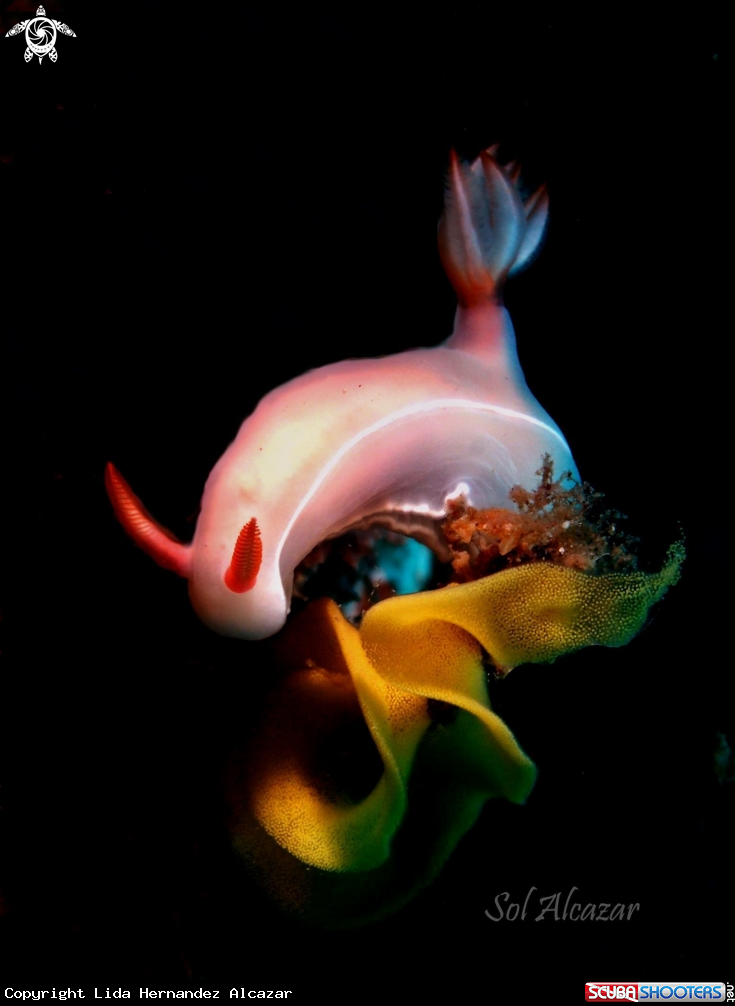 A Nudibranch