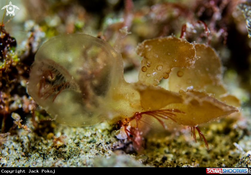 A Melibe viridis