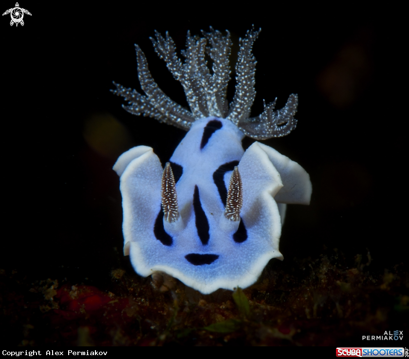 A Nudibranch