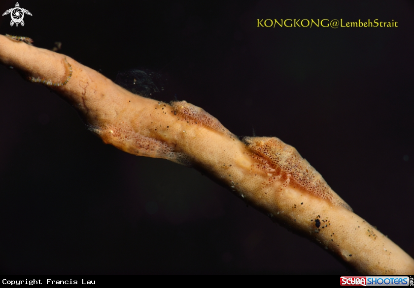 A Cryptic Sponge Shrimp