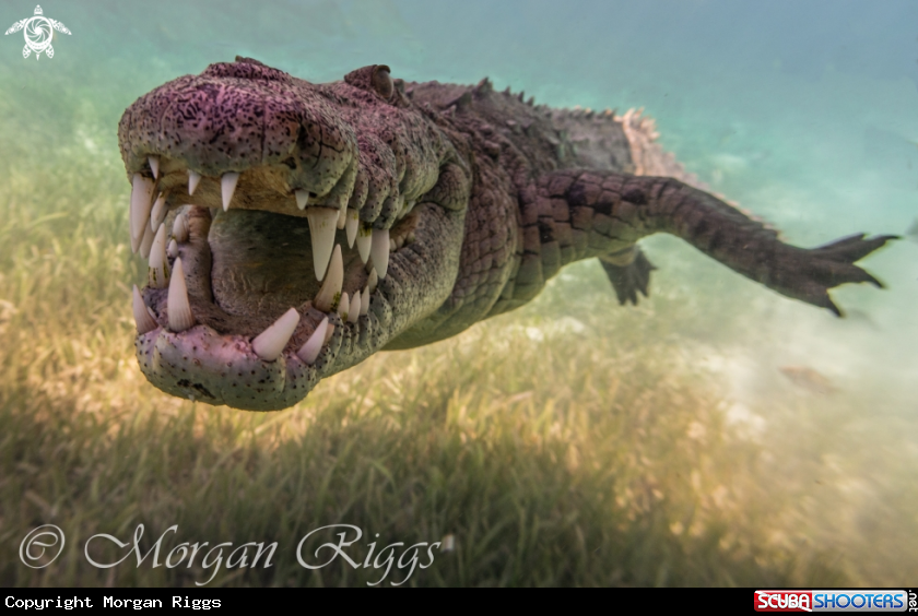 A American Salt Water Crocodile