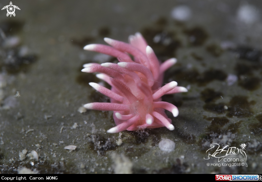 A Nudibranch