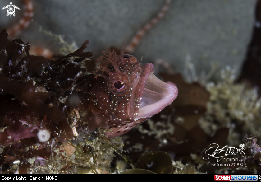A Blenny