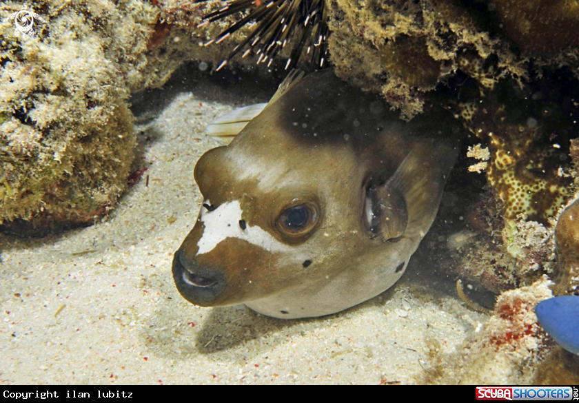A puffer fish