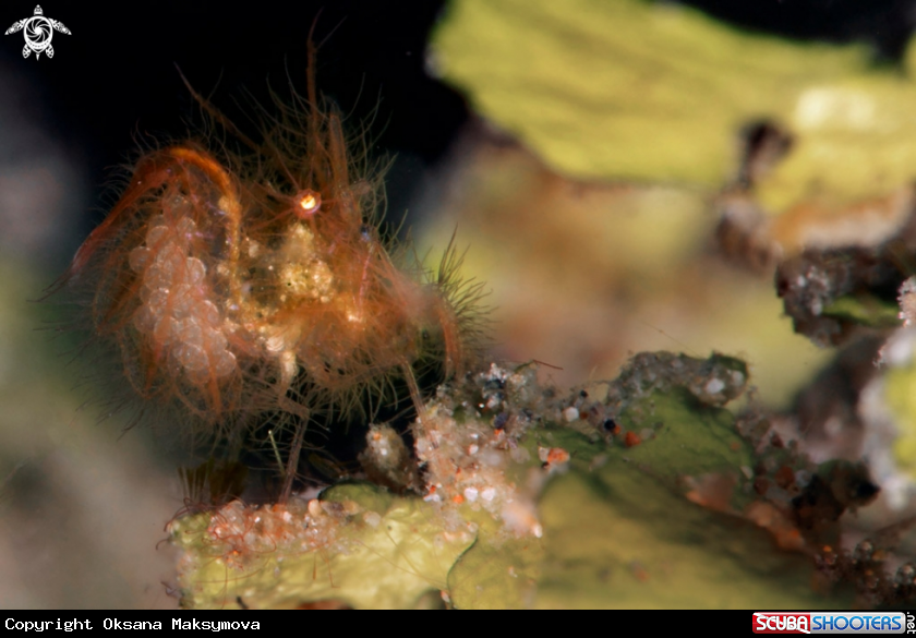 A Hairy Shrimp ( Phycocaris simulans) carrying the eggs