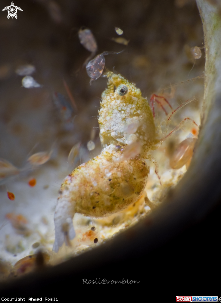 A Sashimi Shrimp