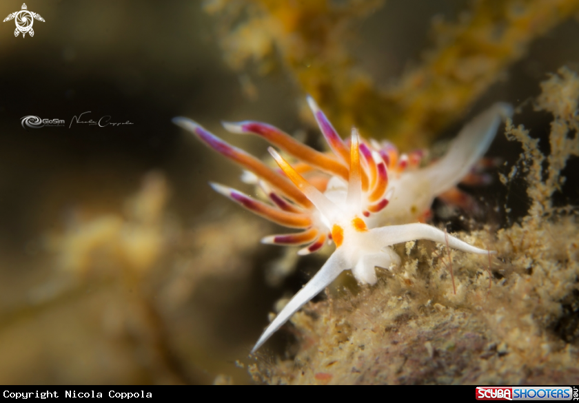 A Cratena peregrina 