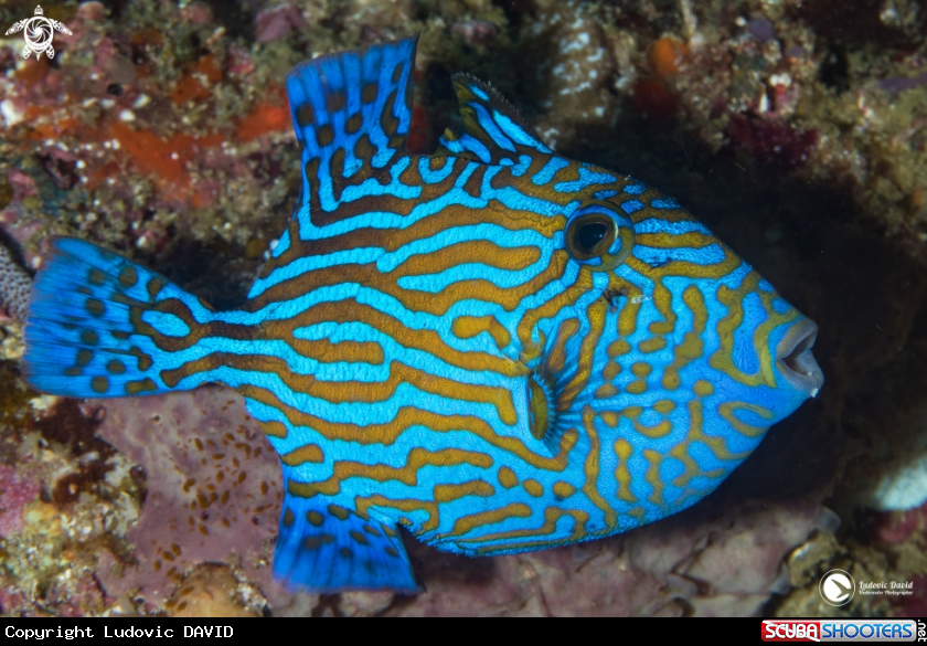 A Blue Triggerfish