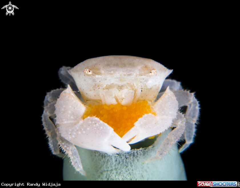 A Crab with eggs