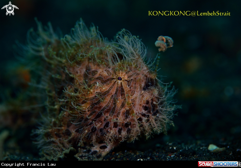 A Hairy Frogfish