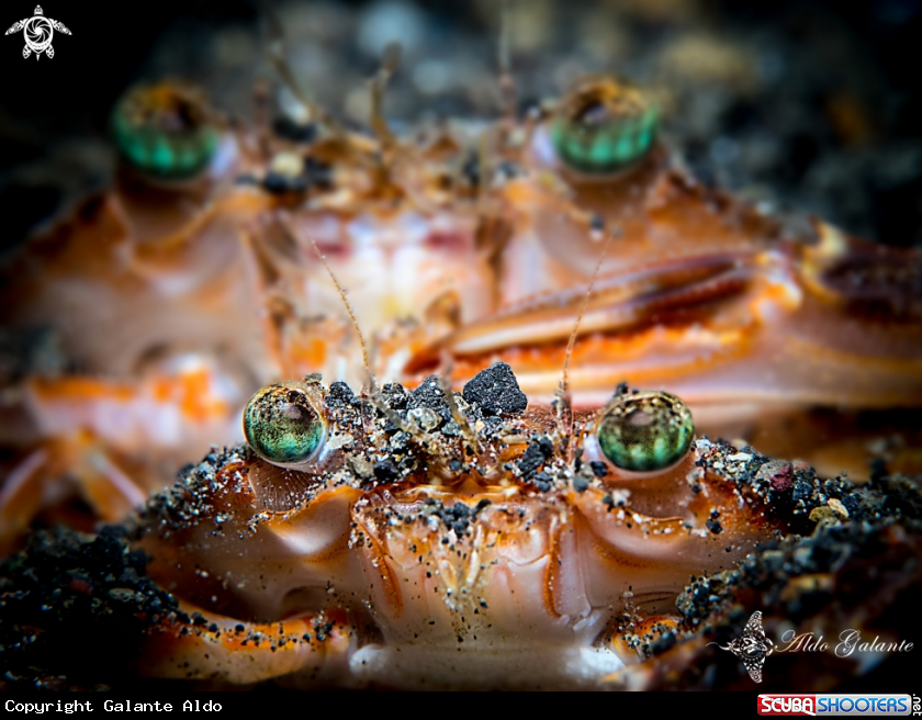 A CRAB